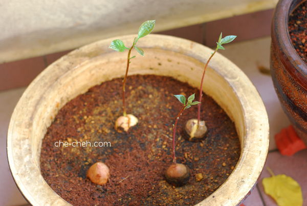 Growing Avocado Trees From Seeds